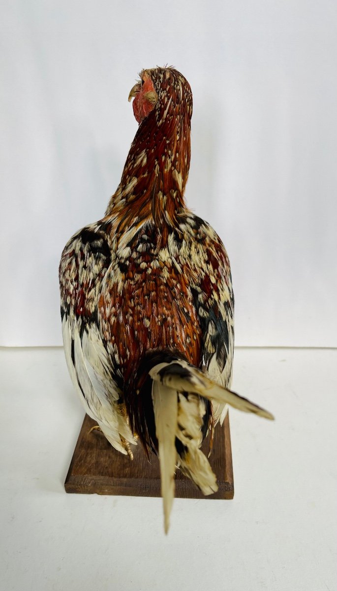 Taxidermy Of A Rooster-photo-2